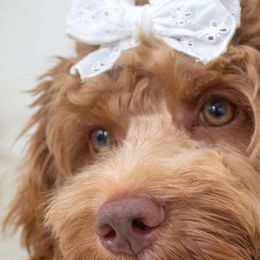 Cockapoos and Goldendoodles from Vino and Vespa Doodles