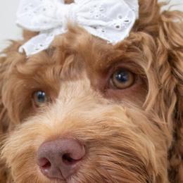 Cockapoos and Goldendoodles from Vino and Vespa Doodles