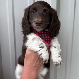 Boy 4 LIMITED AKC - Piebald male Dachshund puppy in Aurora, Missouri from Baker Farms