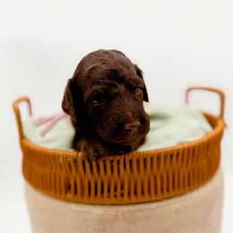 Aspen - Chocolate female Goldendoodle puppy in North Carolina from Tuxedo Mountain Doodles