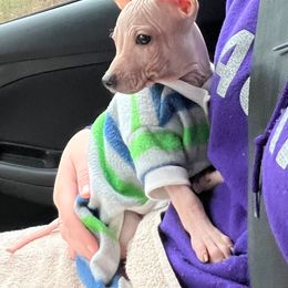 American Hairless Terrier Puppies from Vinegar Hill Kennel