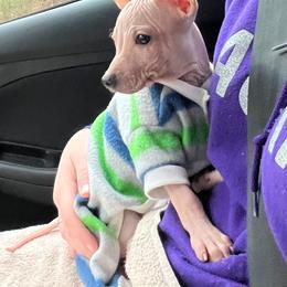 American Hairless Terrier Puppies from Vinegar Hill Kennel