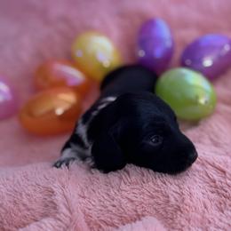 Jett - Piebald male Dachshund puppy in Staley, North Carolina from Langley Farms Dachshunds