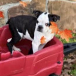 Boston Terriers from Roni's Boston Terriers
