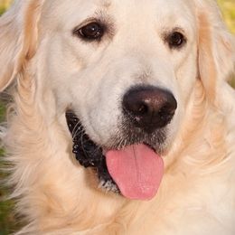Golden Retrievers from Crescent Valley Goldens