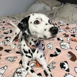 Lyla - Dalmatian