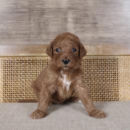 Carol - Red  female Goldendoodle puppy in Warsaw, Ohio from Lovabledoodles