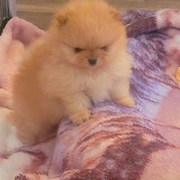 Pomeranian Puppies from Halo Poms