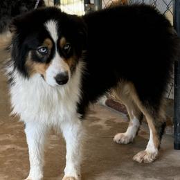 TJ - Australian Shepherd