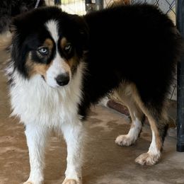 TJ - Australian Shepherd