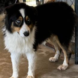 TJ - Australian Shepherd