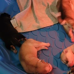 Siberian Husky Puppies from Bradley's Huskies