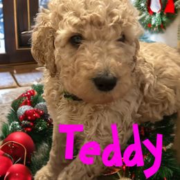 Poodle Puppies from Robinsnest Poodles