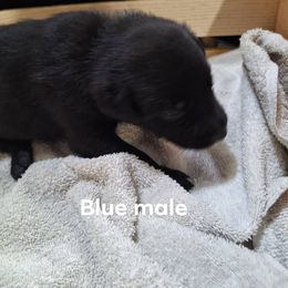 Blue - Black male Belgian Malinois puppy in Chico, Texas from North Texas Working Malinois