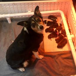 Border Collie Puppies from Gulan Farm Border Collies