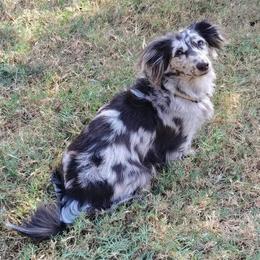 Pistol - Dachshund