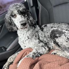 Otto - Goldendoodle