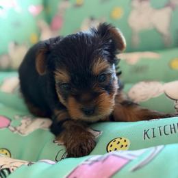 Boy 2 - Black and tan male Yorkshire Terrier puppy in Livermore, California from Ruben & Tatiana’s Yorkshire Terriers