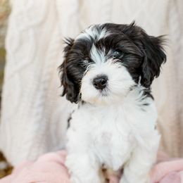 Bernedoodle, Cavalier King Charles Spaniel, Cavapoo, and Poodle Puppies from Dinky Doo Doodles