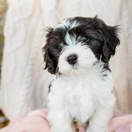 Bernedoodle, Cavalier King Charles Spaniel, Cavapoo, and Poodle Puppies from Dinky Doo Doodles