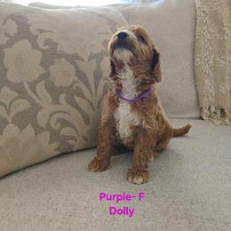 Cockapoo Puppies from Ashley Dedmon