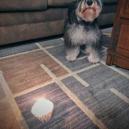 Miniature Schnauzer Puppies from A'Lord Miniature Schnauzer