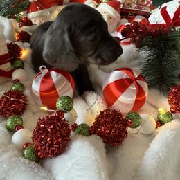 Dachshund Puppies from Jeff & Joette