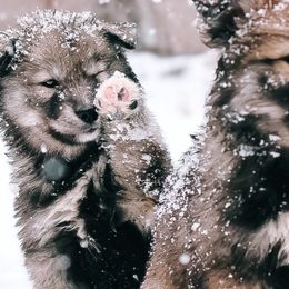 Siberian Husky Puppies from Hill Top Huskies