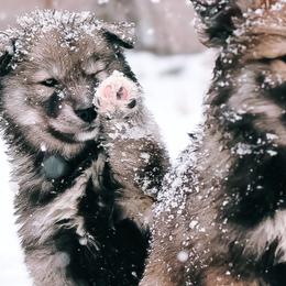 Siberian Husky Puppies from Hill Top Huskies