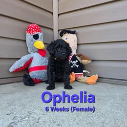 Ophelia - Black female Labradoodle puppy in Genoa City, Wisconsin from Sakura Pups