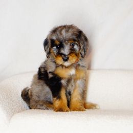 Fritz - Merle female Bernedoodle puppy in Washington from Doodle Love