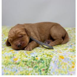 Kalamata - Red male Australian Labradoodle puppy in Sacramento, California from Little Farmstead Labradoodles