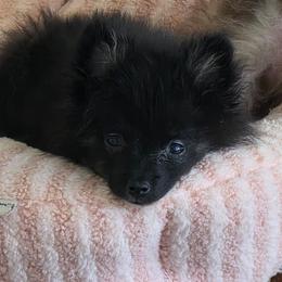 Peter Pan 760 960-2619 - Black and tan parti male Pomeranian puppy in El Centro, California from BabyBooPoms