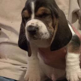 Basset Hound Puppies from Red Hill Bassets