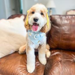 Charley - Goldendoodle