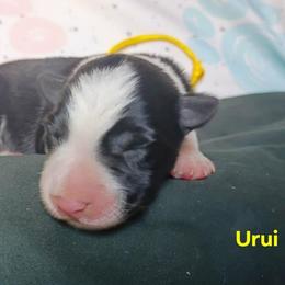 Urui - Black and white female Border Collie puppy in Max, Nebraska from Stag Valley Homestead