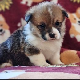Rocco - Red male Pembroke Welsh Corgi puppy in Rensselaer, Indiana from Sharand MAS and Pembroke Welsh Corgis
