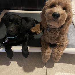 Goldendoodle Puppies from Golden Rule Doodles