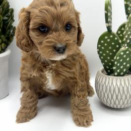 Nala - Red female Cavapoo puppy in Central, Arizona from Desert Valley Doodles