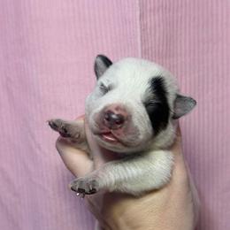 Tifton - Blue mottled male Australian Cattle Dog puppy in Rosharon, Texas from 4Surge Cattle Dogs