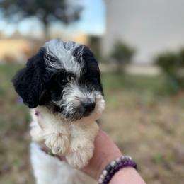 Carol - Parti female Goldendoodle puppy in Jacksonville, Florida from Dandelion Doodles