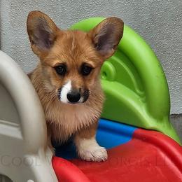 Party - Red male Pembroke Welsh Corgi puppy in Kiowa, Colorado from Cool Water Corgis LLC
