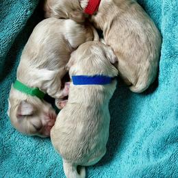 Girl 2 - female Cocker Spaniel puppy in Port Washington, New York from Belive in Dreams Cockers