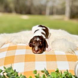 Copper - Chocolate and tan male Dachshund puppy in Salters, South Carolina from Long-Pine Dachshund