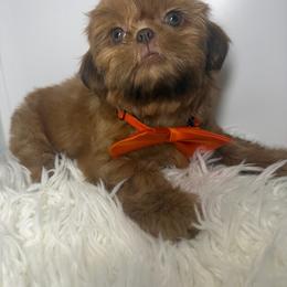Blaze - Red male Shih Tzu puppy in Coolidge, Arizona from Shih Tzu’s  ‘N’ Love