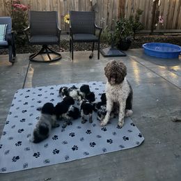 Lagotto Romagnolo Puppies from Anna’s Lagottos
