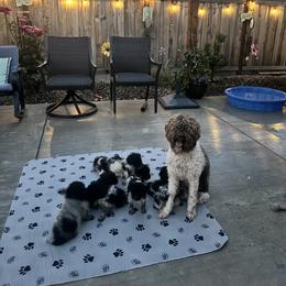 Lagotto Romagnolo Puppies from Anna’s Lagottos