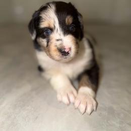 Maverick - Blue merle male Miniature Australian Shepherd puppy in Hillsboro, Texas from H&J Aussies