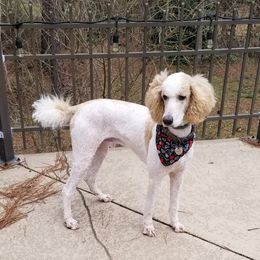 Woody - Poodle