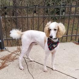 Woody - Poodle